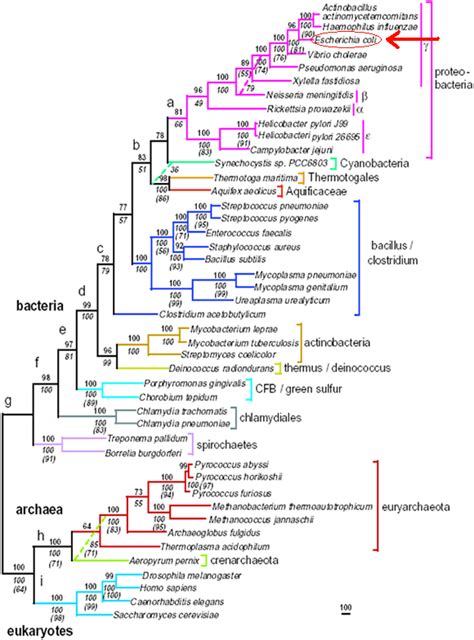 Escherichia coli