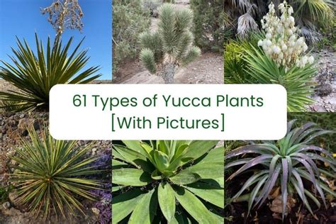 61 Yucca Plant Varieties: Identification and Care Guide | Succulent Alley