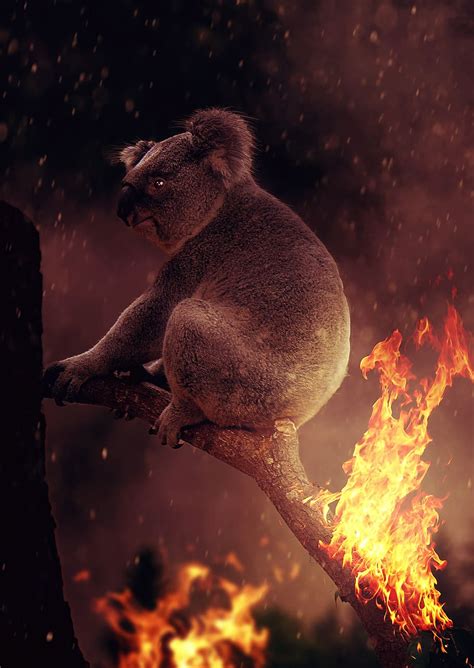 koala, fire, australia, devastation, flame, horror, destruction, hell, disaster, smoke | Pxfuel