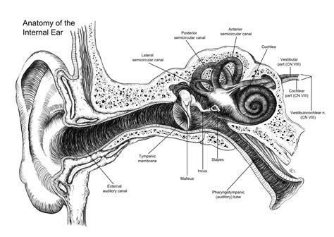 28+ Collection of Anatomy Of Ear Drawing | High quality, free cliparts, drawings and coloring ...