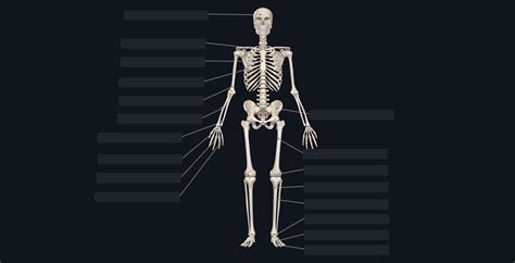 Skeletal System Diagram Without Labels