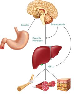 IGF-1: Basic Facts And Information