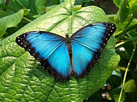 Blue Morpho, Morpho Bleu, Morpho Azul, Morpho Butterfly, Butterfly ...