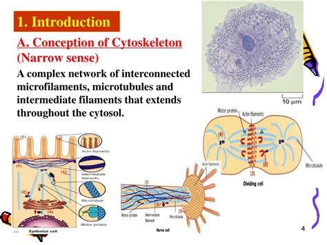 Cytoskeleton Structure And Function | Images and Photos finder