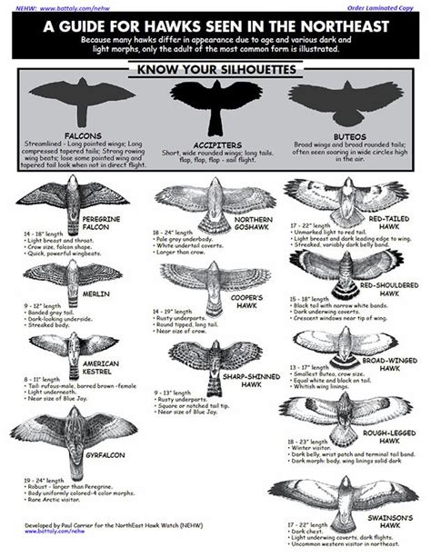 A Guide for Hawks Seen in the Northeast | Backyard birds, Beautiful birds, Birds of prey