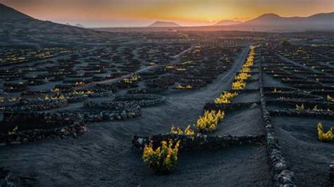 Bing image: La Geria wine region, Lanzarote, Canary Islands - Bing Wallpaper Gallery