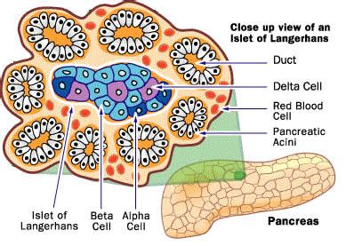 Difference between Alpha Cell and Beta Cell | Alpha Cell vs Beta Cell