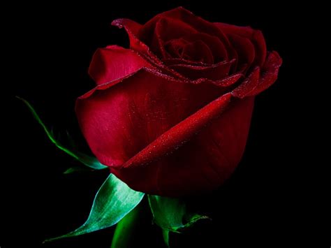 Single Red Rose Wallpapers - Wallpaper Cave