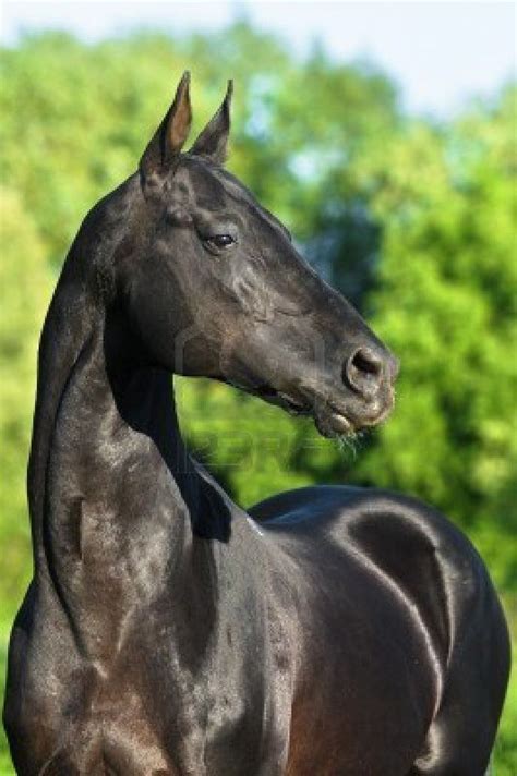 black akhal-teke horse portrait Stock Photo Akhal Teke Horses, Arabians ...