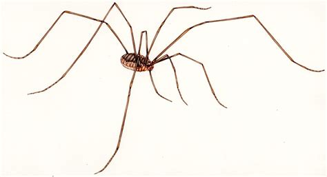 Harvestman Opiliones species - Lizzie Harper