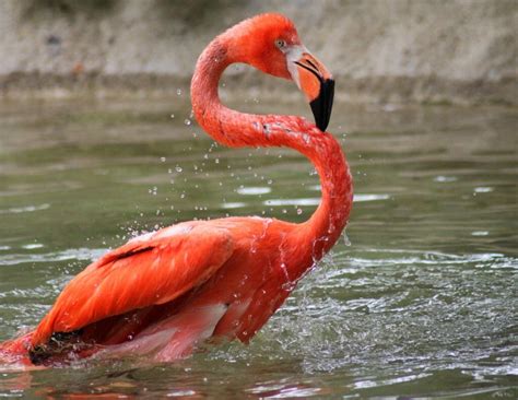 American Flamingo - Potawatomi Zoo