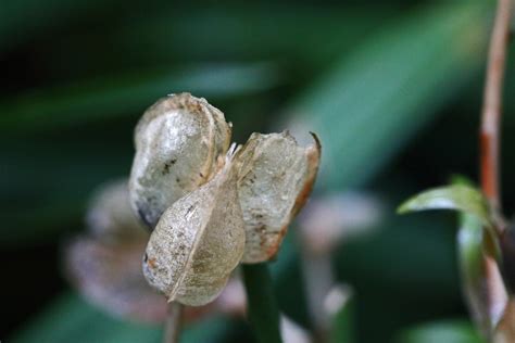 Decaying Translucent Seed Pod Free Stock Photo - Public Domain Pictures