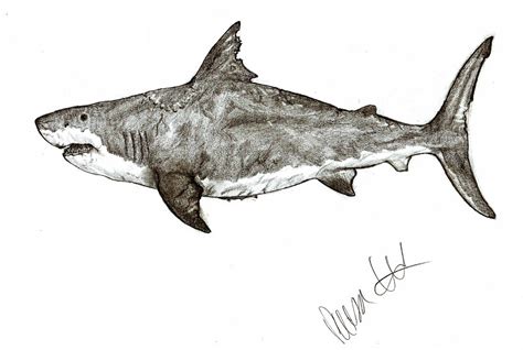 Megalodon by Teratophoneus on DeviantArt