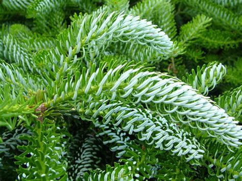 Abies koreana 'Silberlocke' : Grows on You