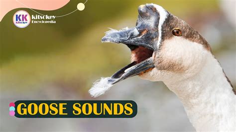 Goose Sound, Goose Sounds, Goose Sound Effect, Goose call, Goose sound with video - YouTube