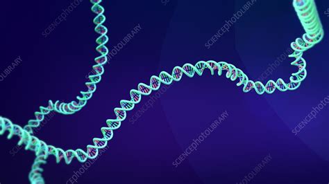 DNA molecule, animation - Stock Video Clip - K013/1090 - Science Photo ...