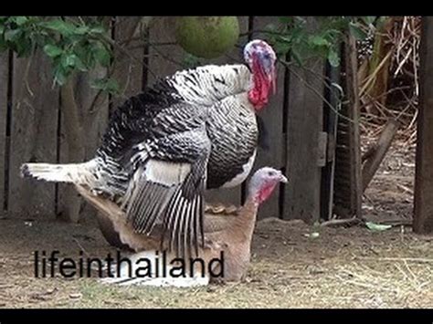 Heritage turkeys mating. - YouTube