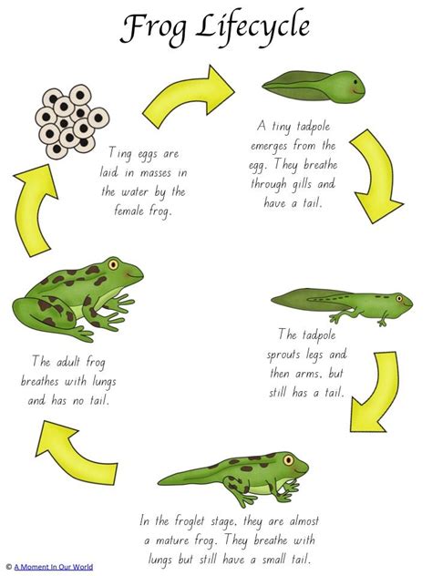 Frog Life Cycle Activity Pack | Life cycles activities, Frog life cycle activities, Frog life