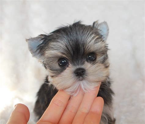 Buy Teacup Morkie Morky Puppy For sale!! - iHeartTeacups