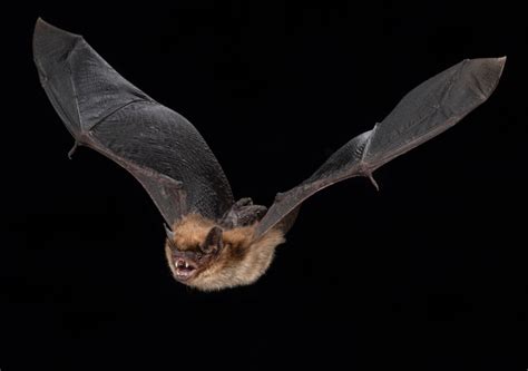 Hibernation slows biological aging in bats