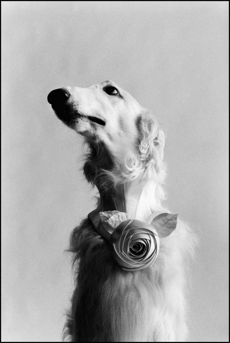 Elliott Erwitt, New York City (Dog portrait), 1999 | Print Sales Gallery | The Photographers ...