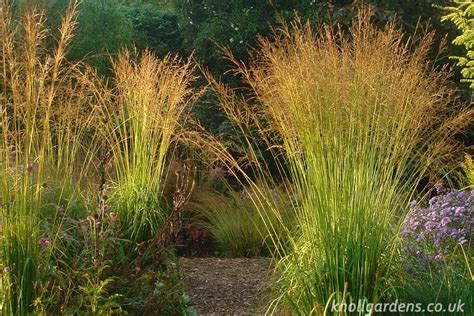 molinia skyracer - Google Search | Ornamental grasses, Perennials, Grasses landscaping