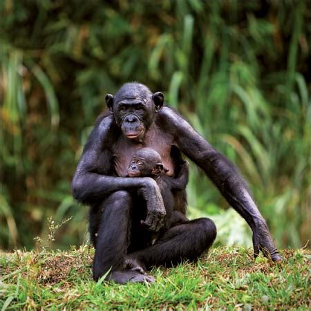 The Scandalous Social Lives of Bonobos | Saving Earth | Encyclopedia Britannica