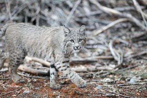 Bobcat hunting stock photo. Image of hunting, scenic - 82303546