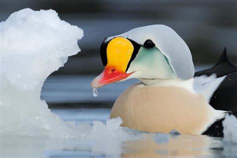 Bird Photography at its Best, Winners of the Bird Photographer of the Year