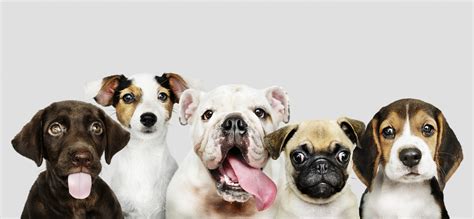 Genes play a role in dog breed differences in behavior | Penn Today