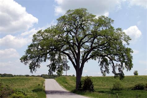 How Fast Do Elm Trees Grow? | Hunker