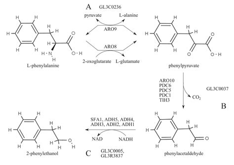 Schematic representation of the three stages of 2-phenylethanol ...