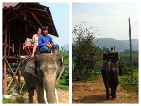 🌴Elephant Trekking Swimming at Koh Chang Island, Thailand💯%original ...