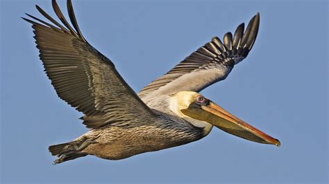 Do Pelicans Deserve Their Cruel Fate? | Mental Floss