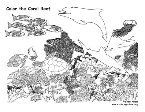 Free Coral Reef Coloring Pages