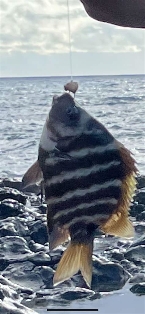 What’s this fish - Oahu, Hawaii : r/whatsthisfish