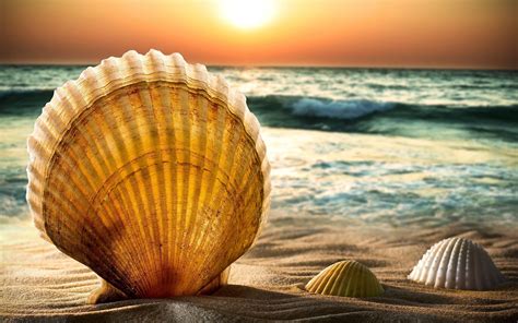 Beach Seashell Wallpaper - WallpaperSafari