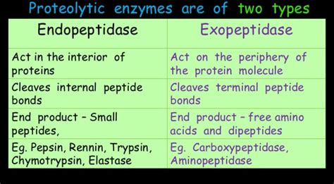 Types of Proteolytic Enzymes ... #Endopeptidase #Exopeptidase 【 Note ...