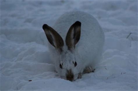 Snowshoe Hare - Adaptations