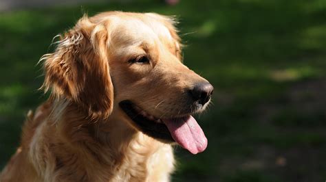 Download Portrait Dog Animal Golden Retriever 4k Ultra HD Wallpaper by Marcin Milewski