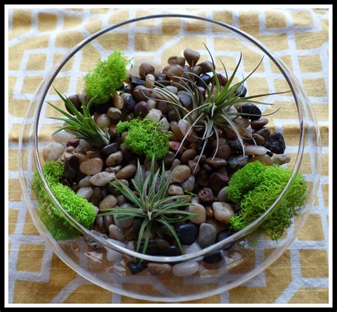 April's Homemaking: Easy Air Plant Terrariums