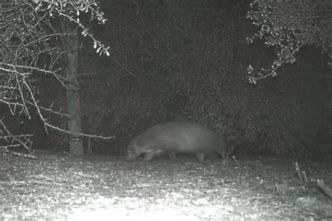 Facebook Helps Texas Park Identify Mystery Animal Caught on Camera