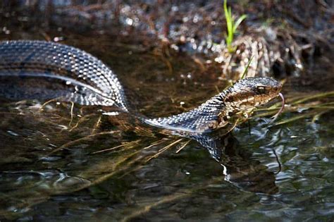 Venomous Snakes in Tennessee (4 Species) - Wildlife Informer