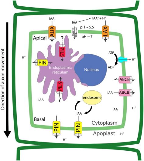 Auxin transport proteins regulate intracellular and cell to cell auxin ...