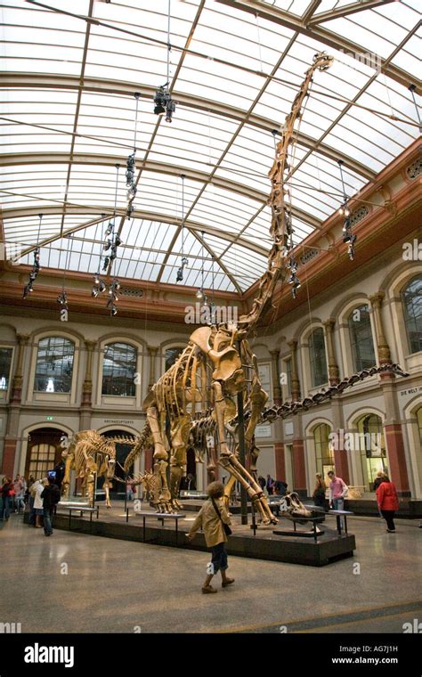 Brachiosaurus brancai Skeleton, Natural History Museum, Berlin, Germany ...