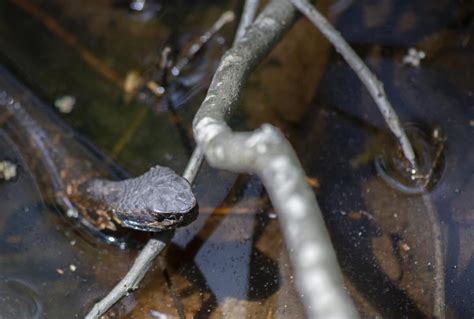 The Lethal Bite of the Water Moccasin | Animals Around The Globe