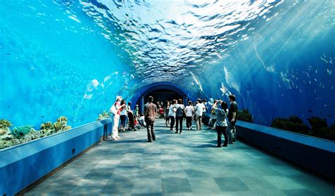 Siam Ocean World Aquarium Bangkok Thailand - Aquarium Views