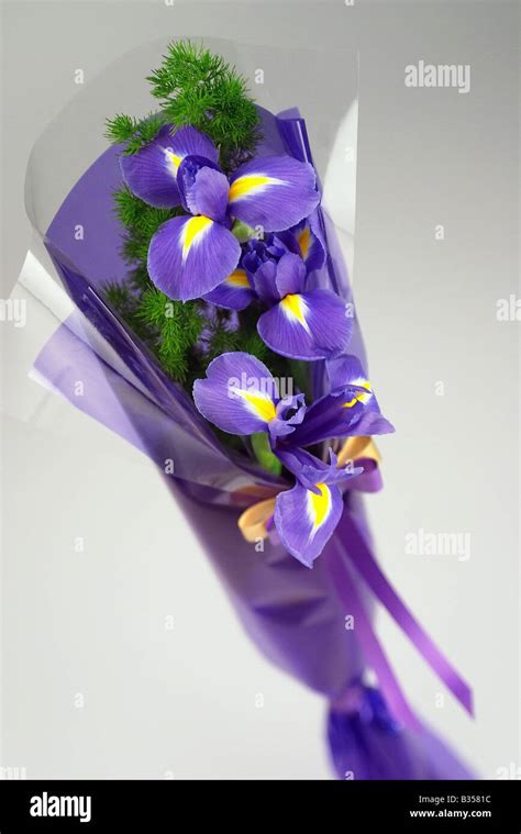 Bouquet of beautiful purple flowers isolated on white background Stock ...