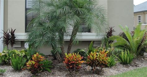 Pygmy date palms help define tropical landscapes