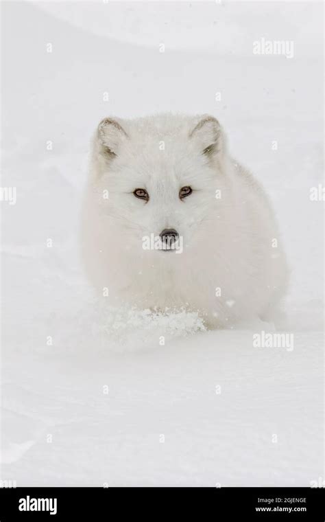 Arctic fox in winter coat on snow Stock Photo - Alamy